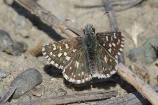 Ege Zpzp (Pyrgus melotis)
