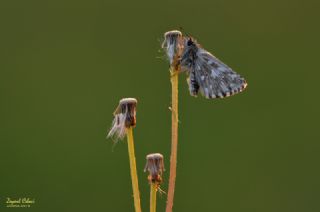 Ege Zpzp (Pyrgus melotis)