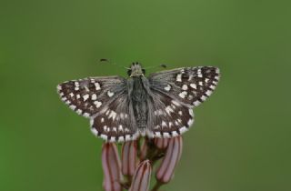 Ege Zpzp (Pyrgus melotis)