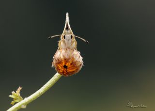 Kzl Zpzp (Spialia orbifer)