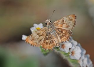 Hatmi Zpzp (Carcharodus alceae)