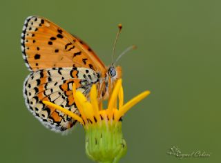 Kafkasyal parhan (Melitaea interrupta)