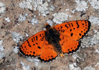 ranl parhan (Melitaea persea)