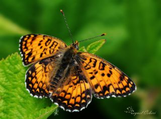 Cezayirli parhan (Melitaea ornata)