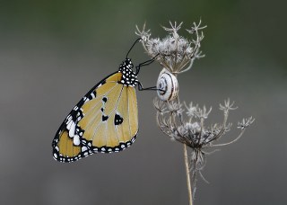 Sultan (Danaus chrysippus)