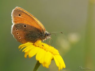 Kafkasya Zpzp Perisi (Coenonympha symphita)