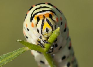 Krlangkuyruk (Papilio machaon)