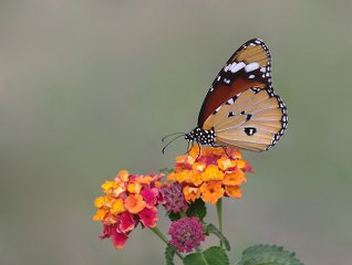 Sultan&nbsp;(Danaus&nbsp;chrysippus)