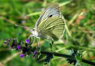 Byk Beyazmelek  (Pieris brassicae)