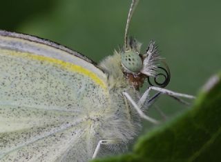 Byk Beyazmelek  (Pieris brassicae)