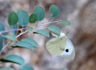 Byk Beyazmelek  (Pieris brassicae)