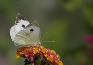 Byk Beyazmelek  (Pieris brassicae)