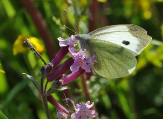 Byk Beyazmelek  (Pieris brassicae)