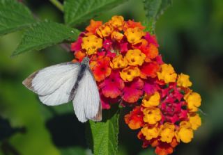 Byk Beyazmelek  (Pieris brassicae)