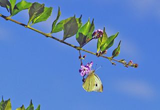 Byk Beyazmelek  (Pieris brassicae)