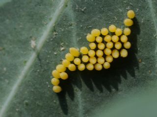 Byk Beyazmelek  (Pieris brassicae)