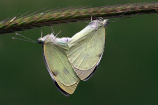 Byk Beyazmelek  (Pieris brassicae)