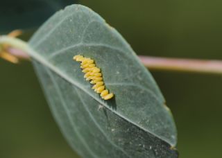 Byk Beyazmelek  (Pieris brassicae)