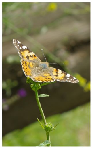 Diken Kelebei (Vanessa cardui)