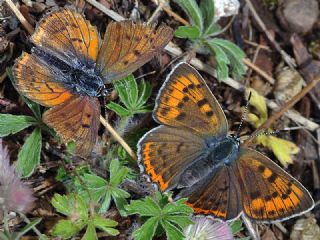 Byk Mor Bakr Gzeli (Lycaena alciphron)