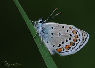 Anadolu Esmergz (Plebejus modicus)