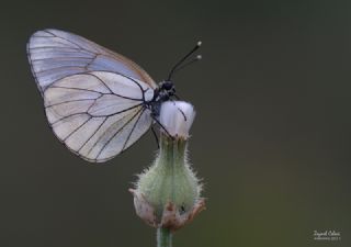 Al Beyaz (Aporia crataegi)