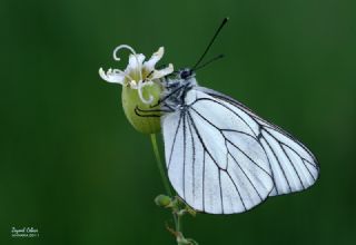 Al Beyaz (Aporia crataegi)