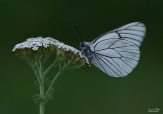 Al Beyaz (Aporia crataegi)