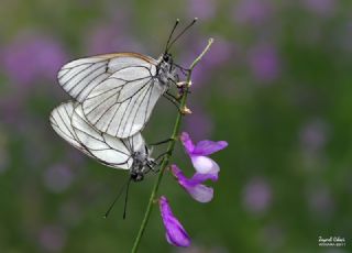 Al Beyaz (Aporia crataegi)