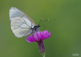 Al Beyaz (Aporia crataegi)