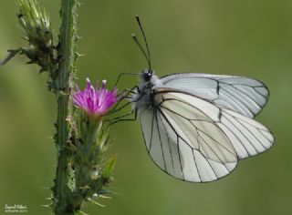 Al Beyaz (Aporia crataegi)