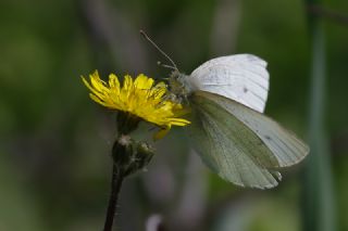 Kk Beyazmelek (Pieris rapae)