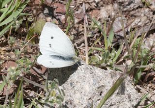 Kk Beyazmelek (Pieris rapae)