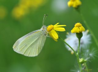 Kk Beyazmelek (Pieris rapae)