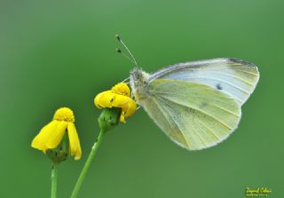 Kk Beyazmelek (Pieris rapae)