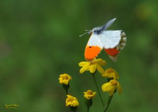 Turuncu Ssl (Anthocharis cardamines)