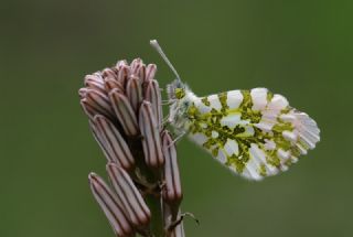 Turuncu Ssl (Anthocharis cardamines)