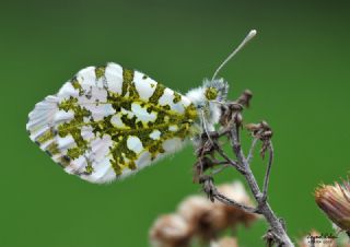 Turuncu Ssl (Anthocharis cardamines)