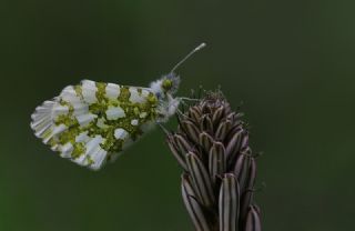 Turuncu Ssl (Anthocharis cardamines)