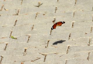 Sultan (Danaus chrysippus)