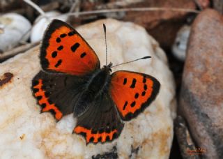 Benekli Bakr Gzeli (Lycaena phlaeas)