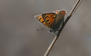 Benekli Bakr Gzeli (Lycaena phlaeas)