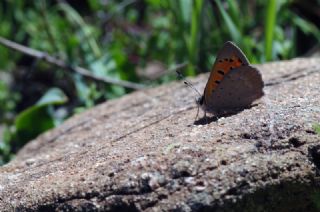 Benekli Bakr Gzeli (Lycaena phlaeas)