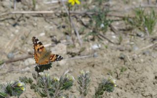 Diken Kelebei (Vanessa cardui)