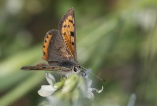 Benekli Bakr Gzeli (Lycaena phlaeas)