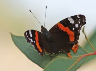 Atalanta (Vanessa atalanta)