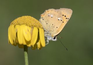 Orman Bakr Gzeli (Lycaena virgaureae)