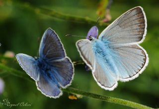 okgzl Edon Mavisi (Polyommatus aedon)