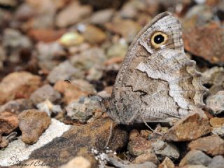 Anadolu Karamelei (Hipparchia fatua)