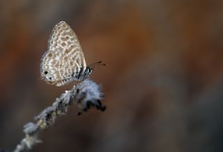 Mavi Zebra (Leptotes pirithous)